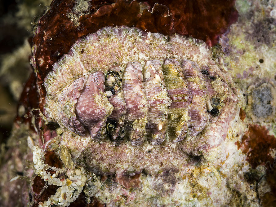 Chiton sp. 1